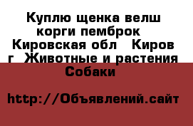 Куплю щенка велш корги пемброк - Кировская обл., Киров г. Животные и растения » Собаки   